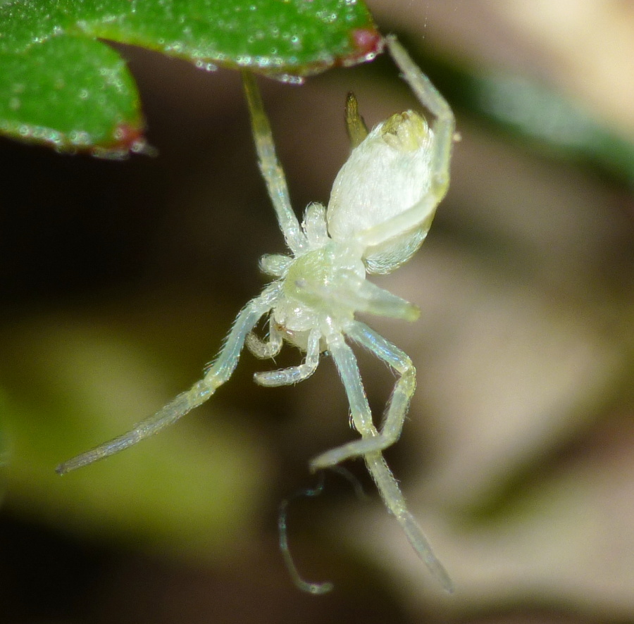 Piccolo ragno da identificare (Nigma puella - Dictynidae)